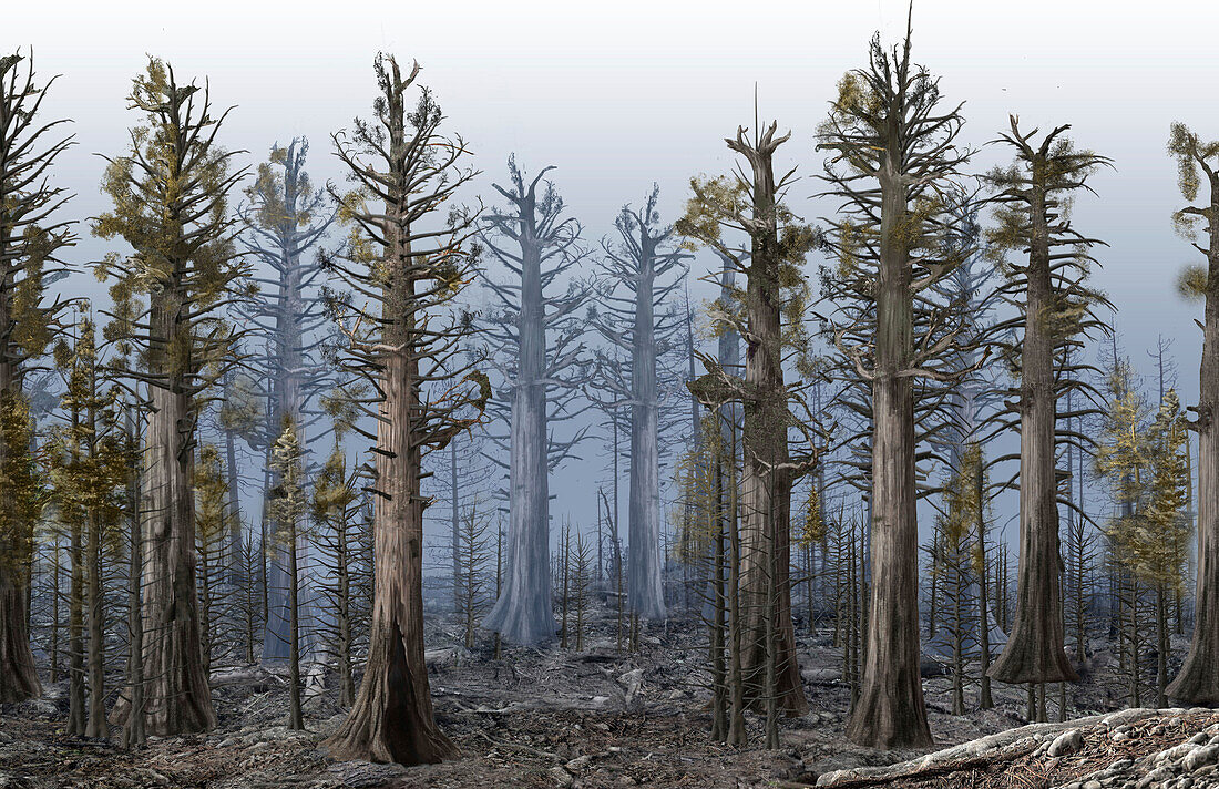 Sequoia forest after a high intensity fire, illustration