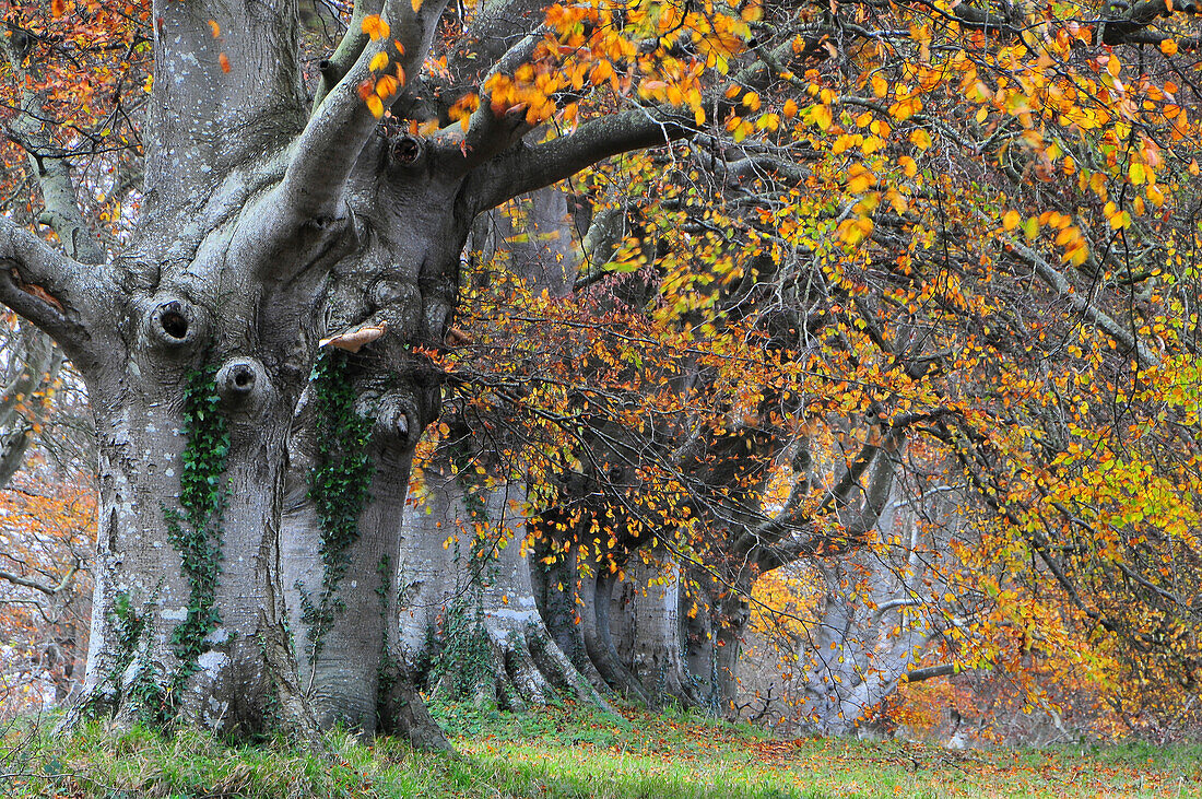 European beech trees (Fagus sylvatica) in autumn