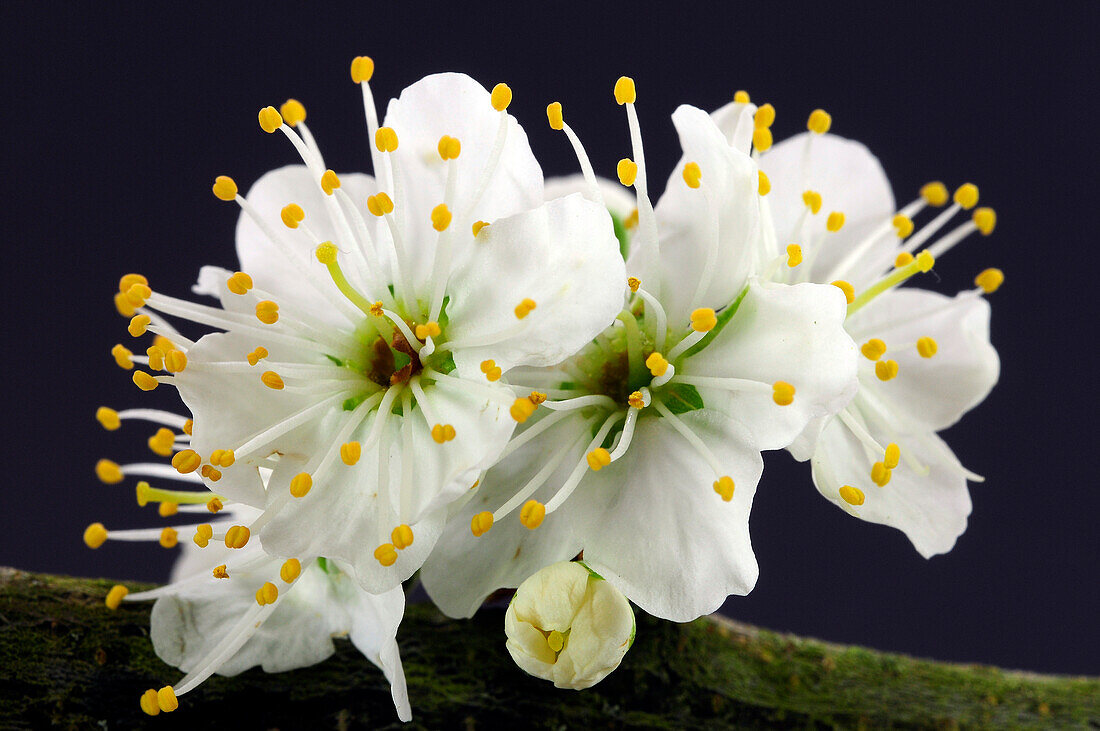 Blackthorn (Prunus spinosa) in flower