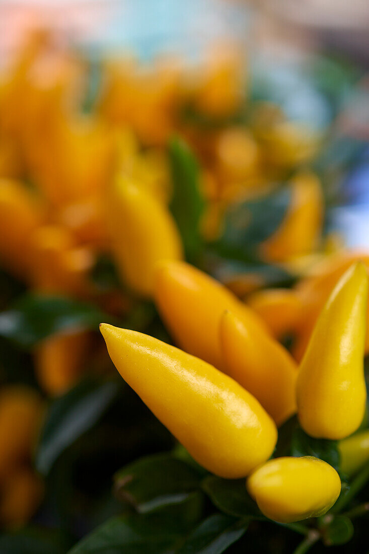 Yellow chili peppers on the vine