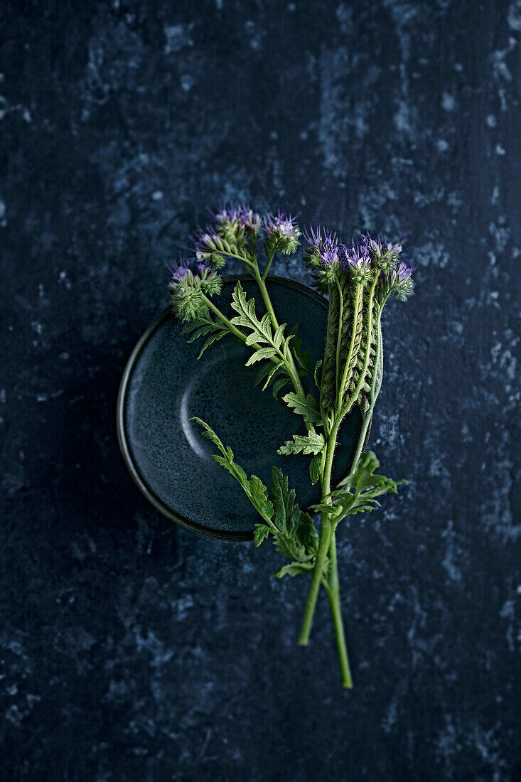 Phacelia-Blüten (Bienenweide) auf blauem Untergrund