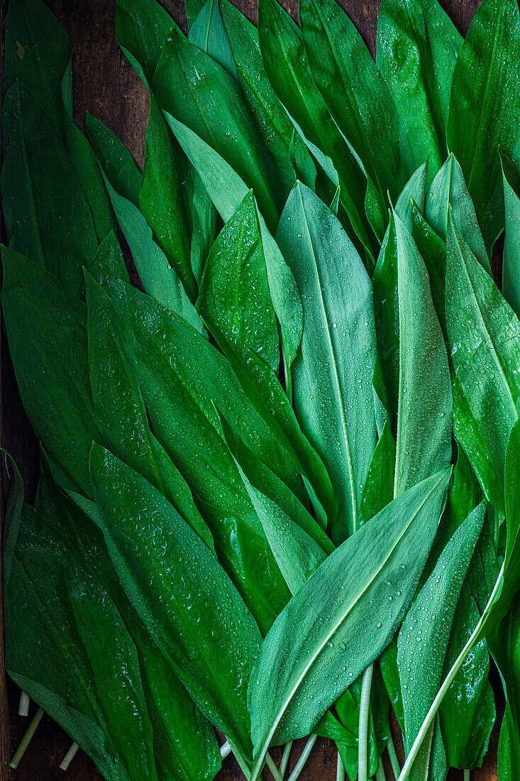 Fresh wild garlic