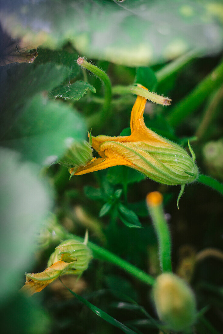 Zucchiniblüten im Garten