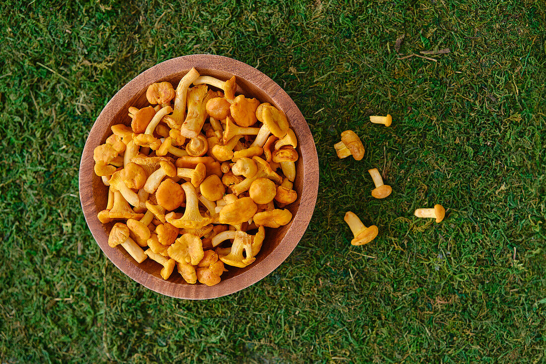 Fresh chanterelles in a wooden bowl on moss