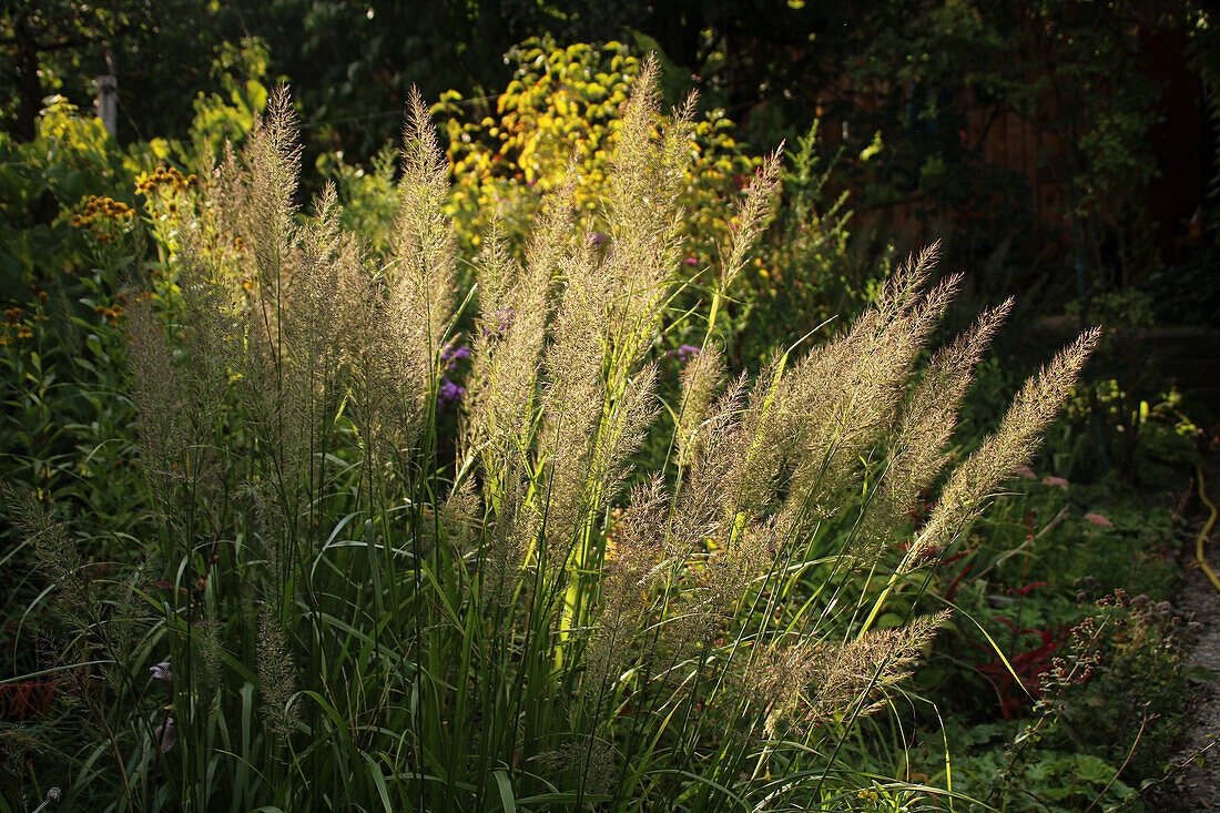 Diamantgras (Calamagrostis brachytricha) im Herbst