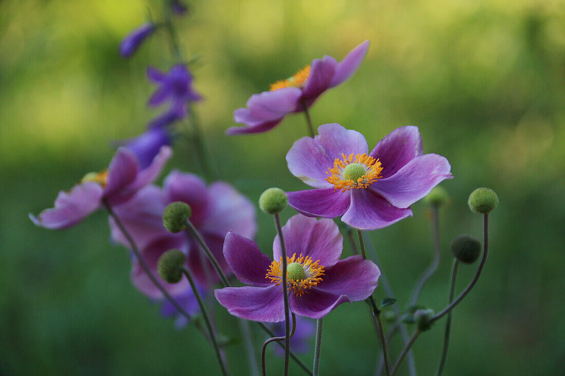 Purple autumn anemone (Anemone 'Septembercharm') in the garden bed