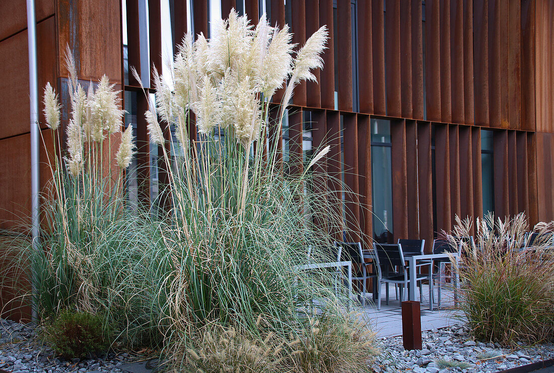 Pflanzung mit Pampasgras (Cortaderia selloana) vor moderner Fassade im Herbst