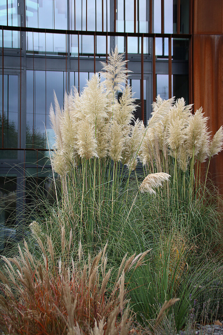 Pampasgras (Cortaderia selloana) im Herbst vor modernem Gebäude