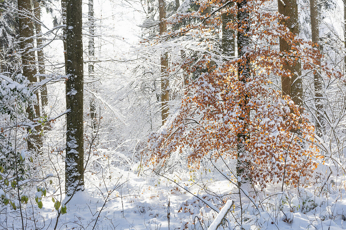 Winter forest backlit with snow-covered trees and orange-coloured foliage