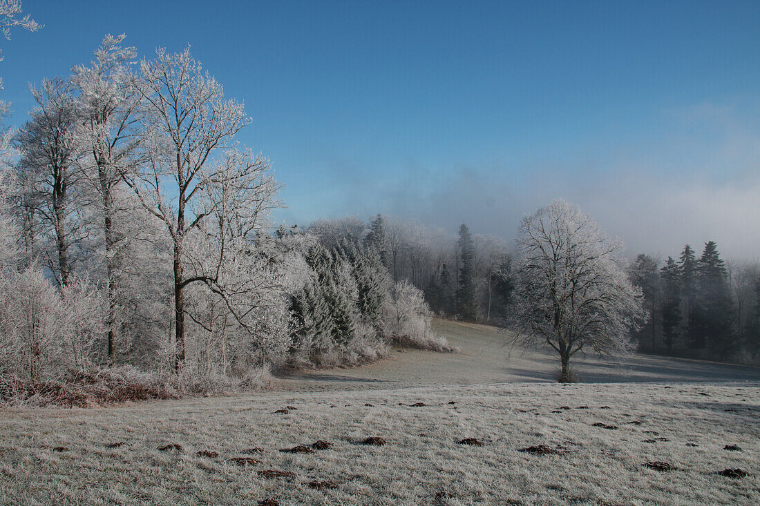 Winter meadow and forest edge with hoarfrost