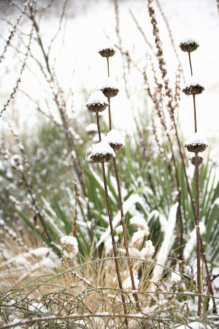 Samenstände des Russel-Brandkraut (Phlomis russeliana) schneebedeckt im Winter