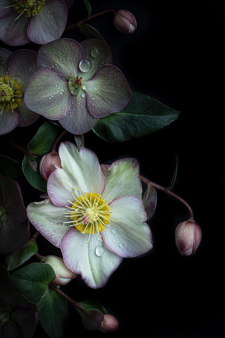 Blüten der Lenzrosen (Helleborus) auf dunklem Untergrund mit Tautropfen