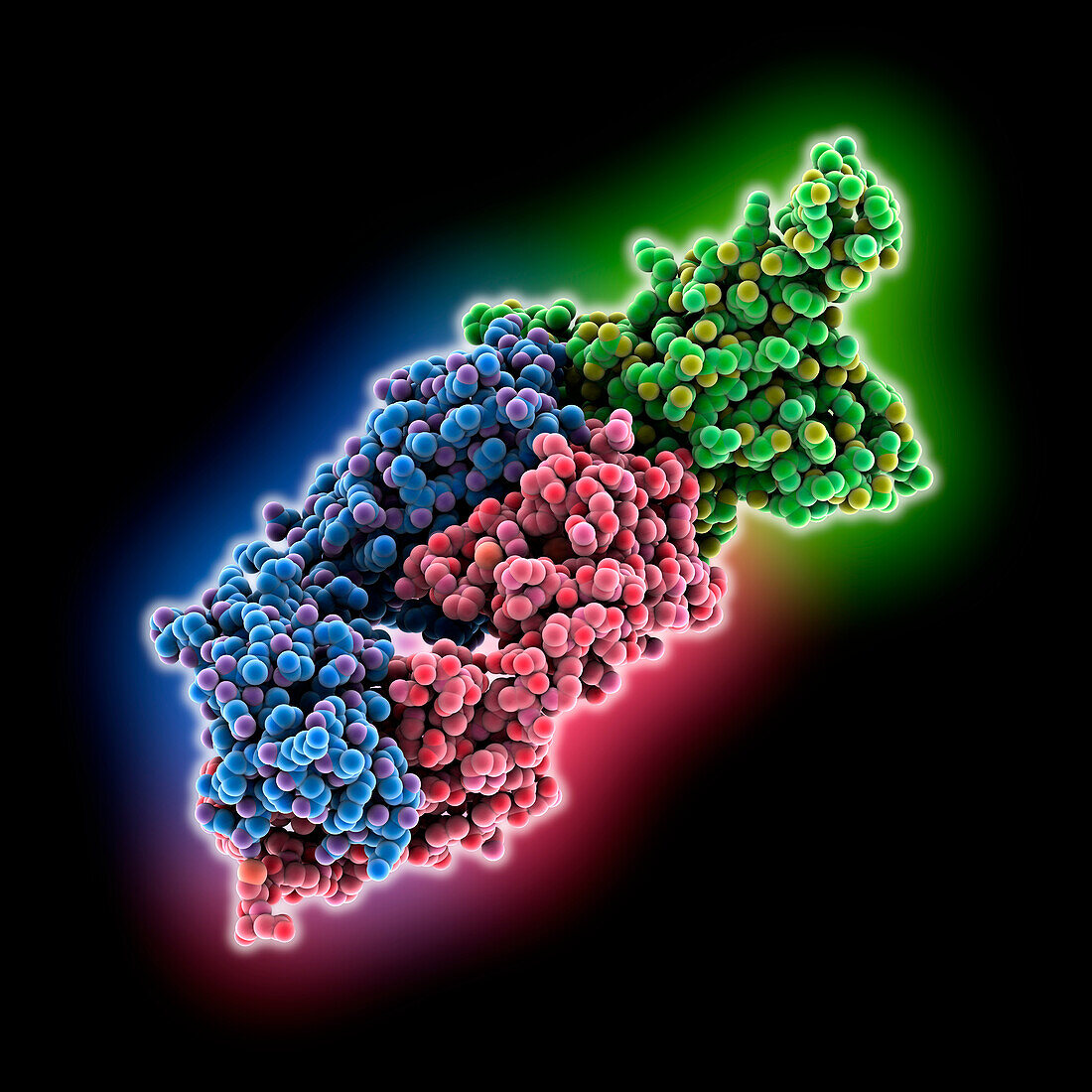 SARS-CoV-2 receptor binding domain, molecular model