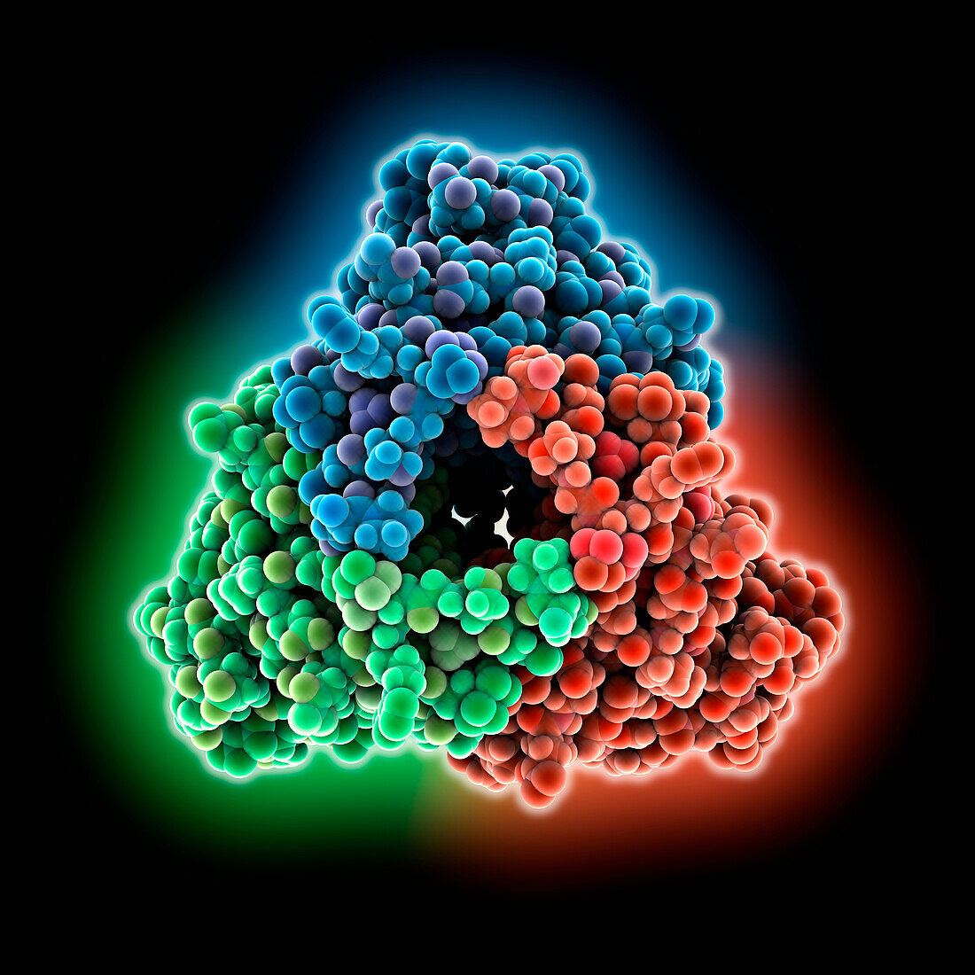 Legionella pneumophila C-terminal domain, molecular model