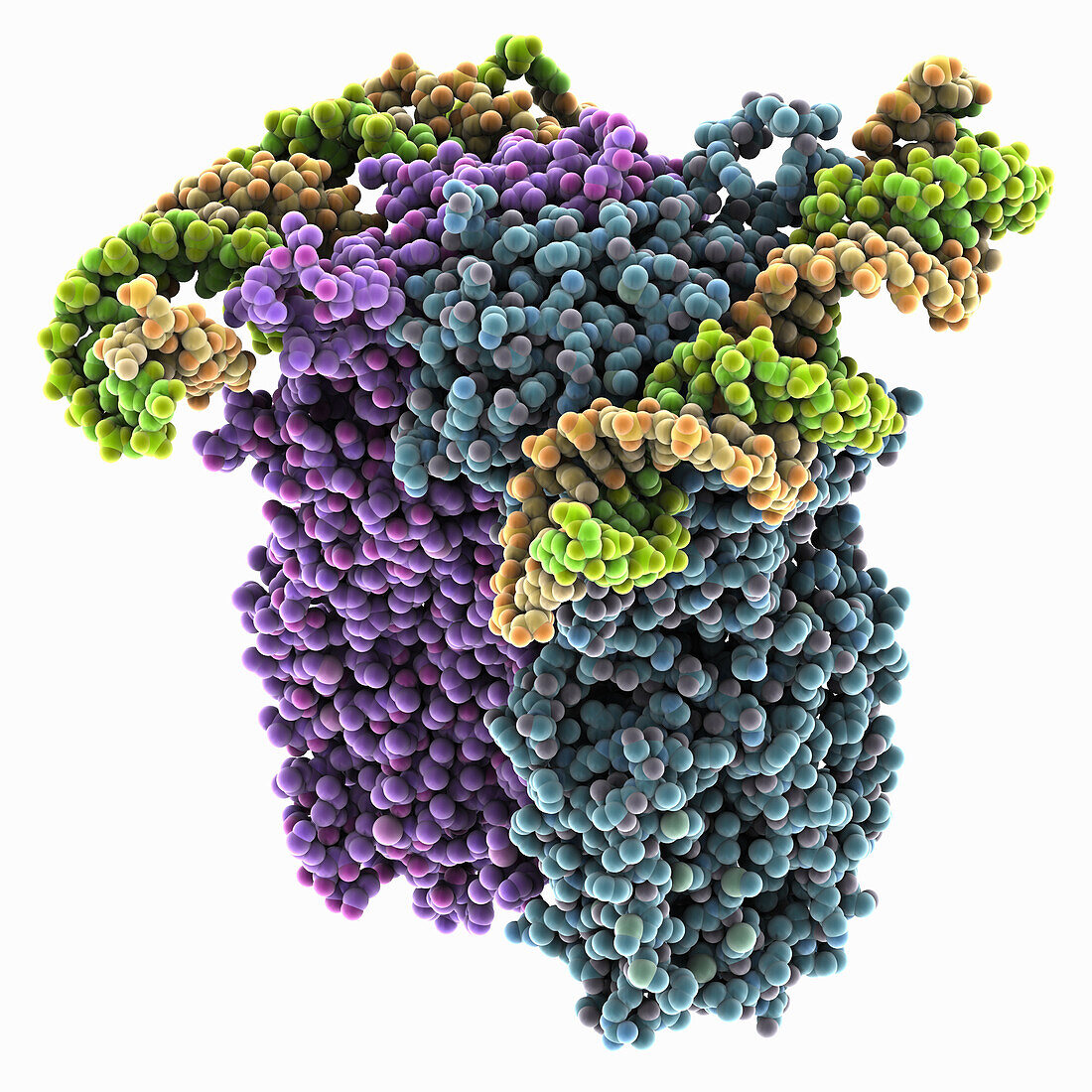 C. elegans SID1 complexed with dsRNA, molecular model