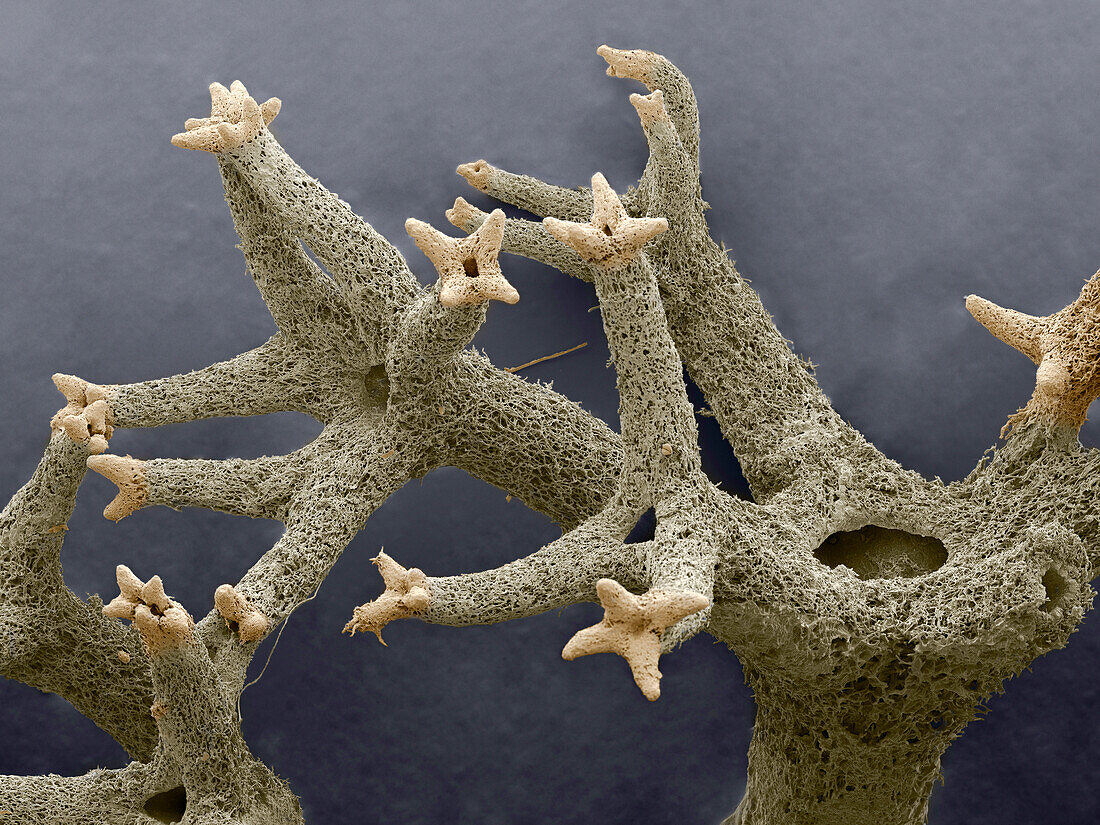 Reindeer lichen, SEM