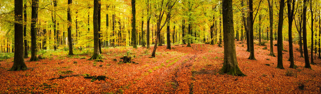 Beech (Fagus sp.) forest in autumn, UK