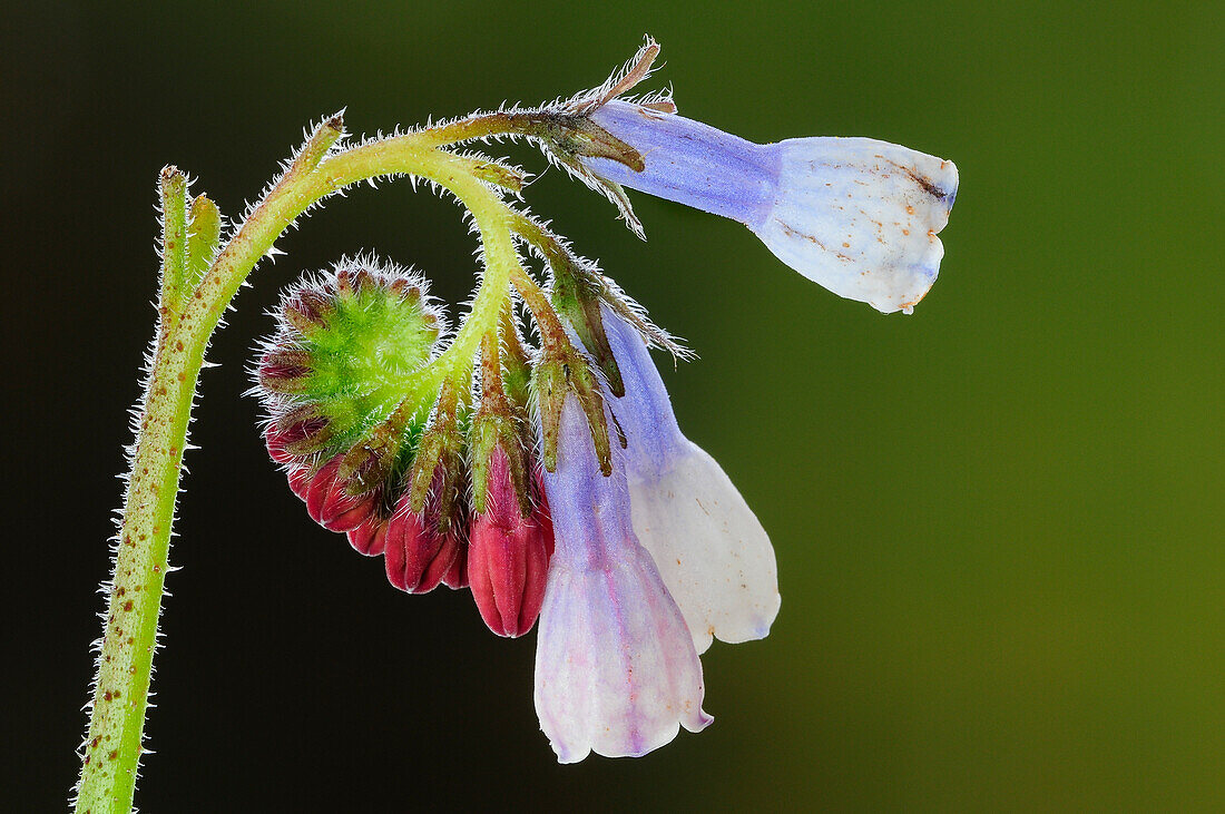 Creeping comfrey (Symphytum grandiflorum) in flower, close-up