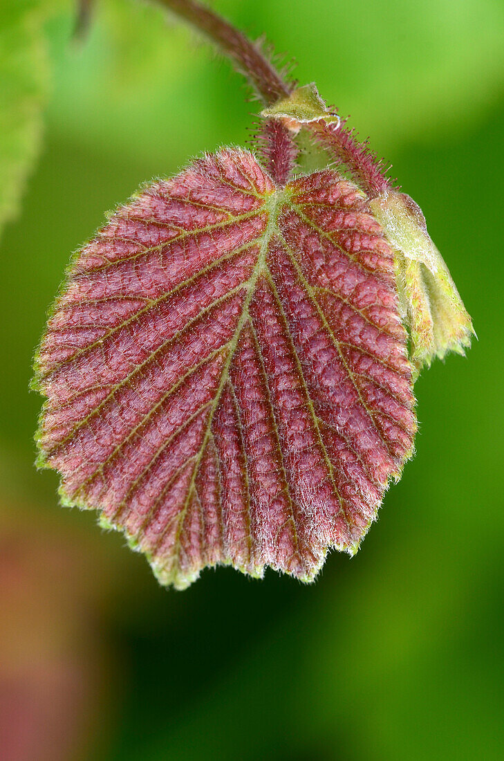 Common hazel (Corylus avellana) leaf