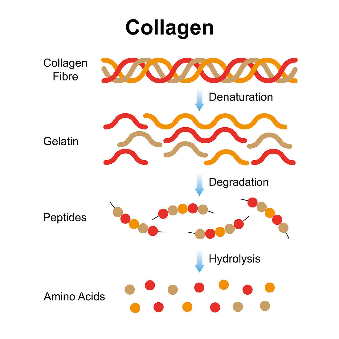 Collagen structure, illustration