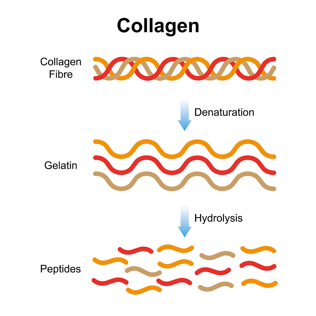 Collagen structure, illustration