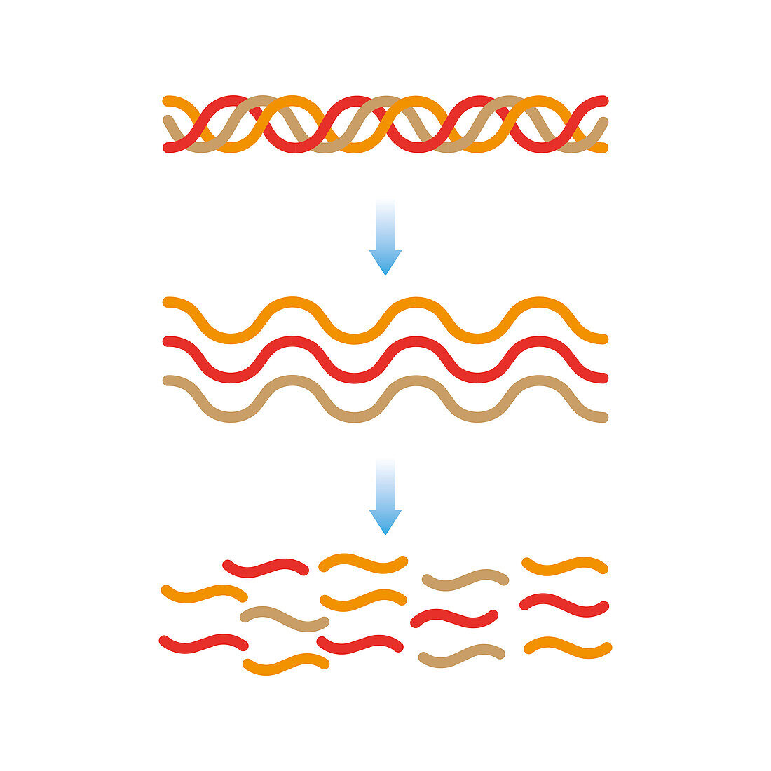 Collagen structure, illustration