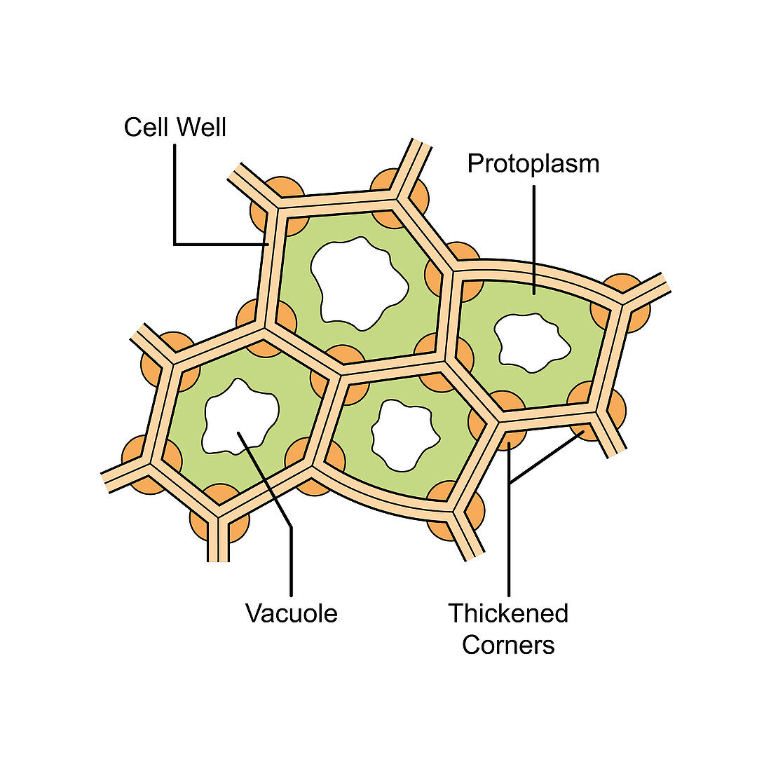 Collenchyma structure, illustration