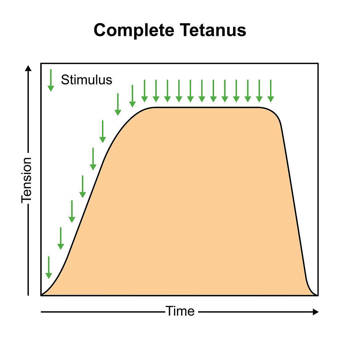 Complete tetanus muscle contraction, illustration