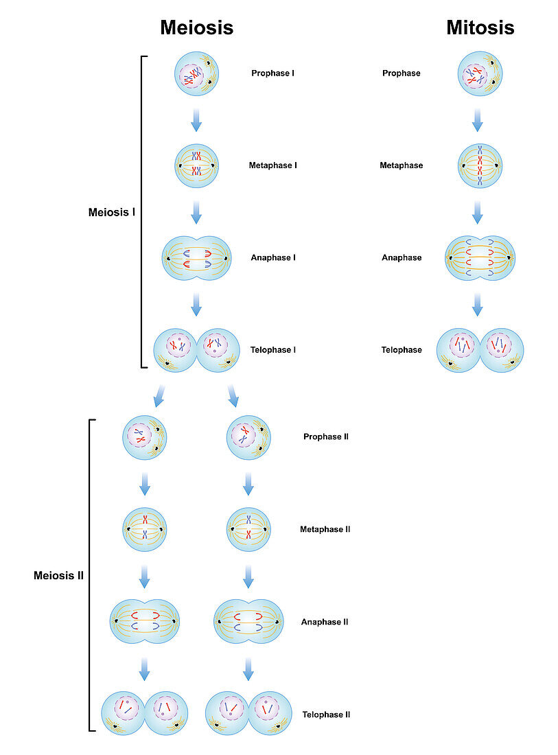 Meiosis and mitosis phases, illustration