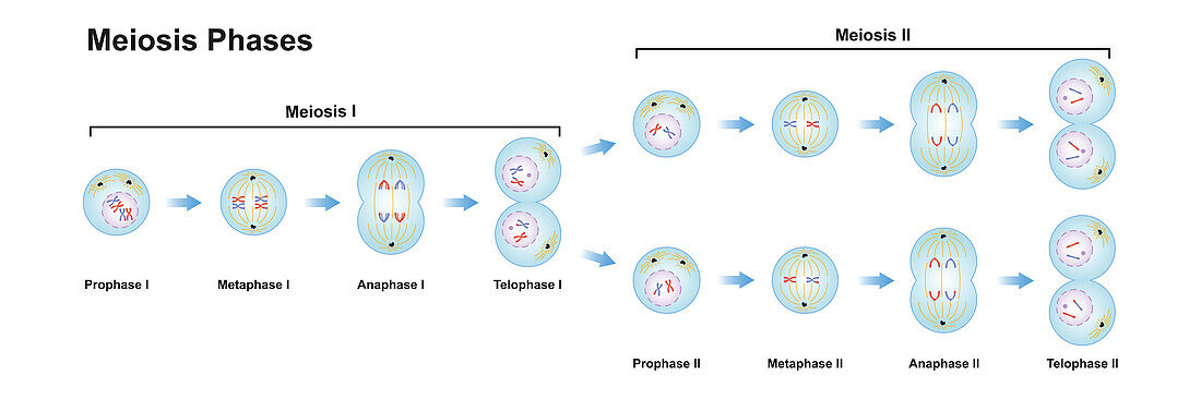 Meiosis phases, illustration