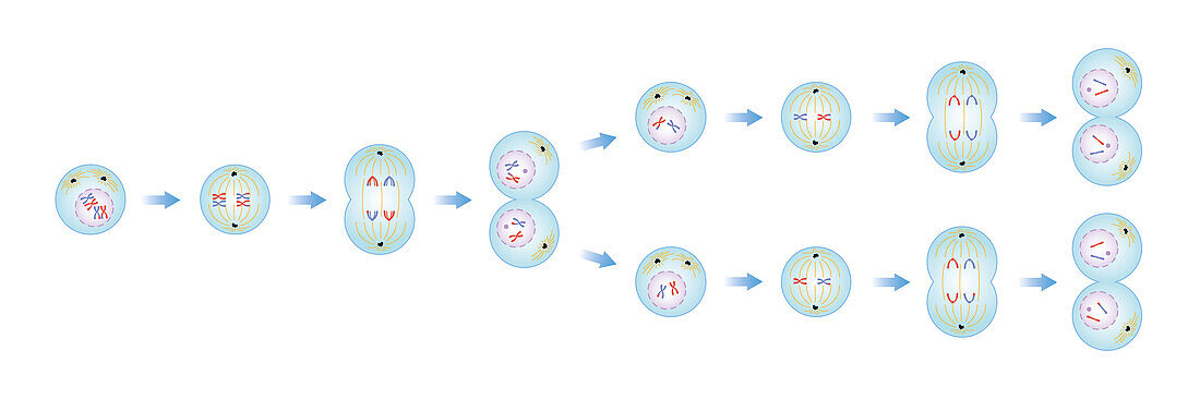 Meiosis phases, illustration