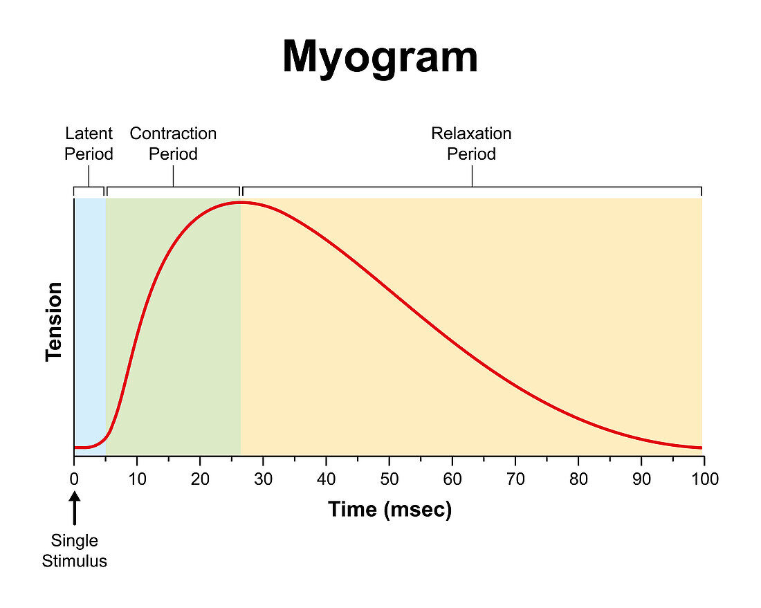 Myogram, illustration