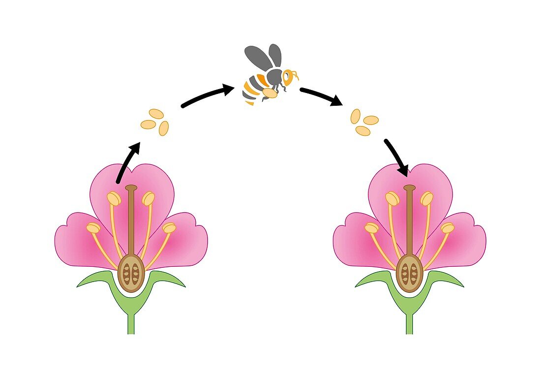 Pollination mechanism, illustration