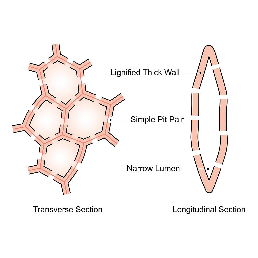 Sclerenchyma structure, illustration