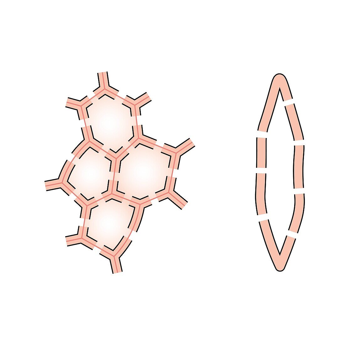 Sclerenchyma structure, illustration