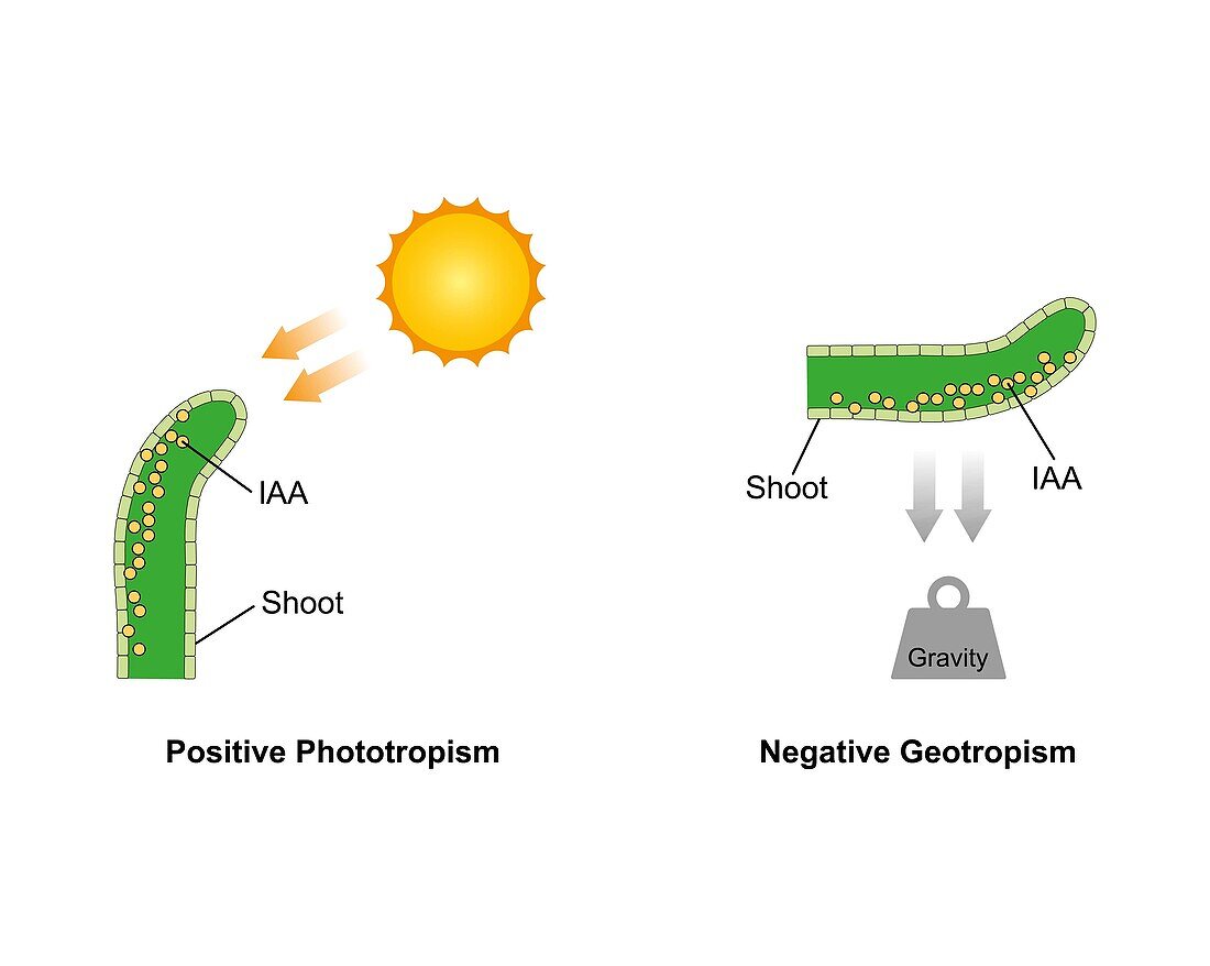 Growth in a plant shoot, illustration