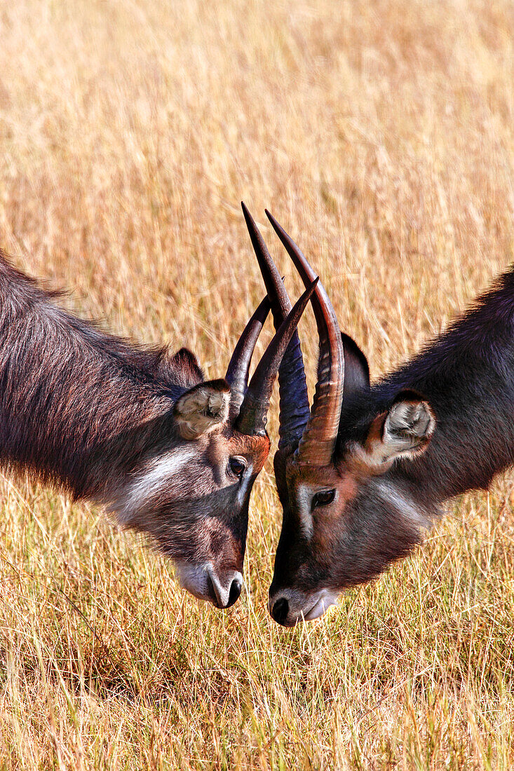 Waterbucks butting horns