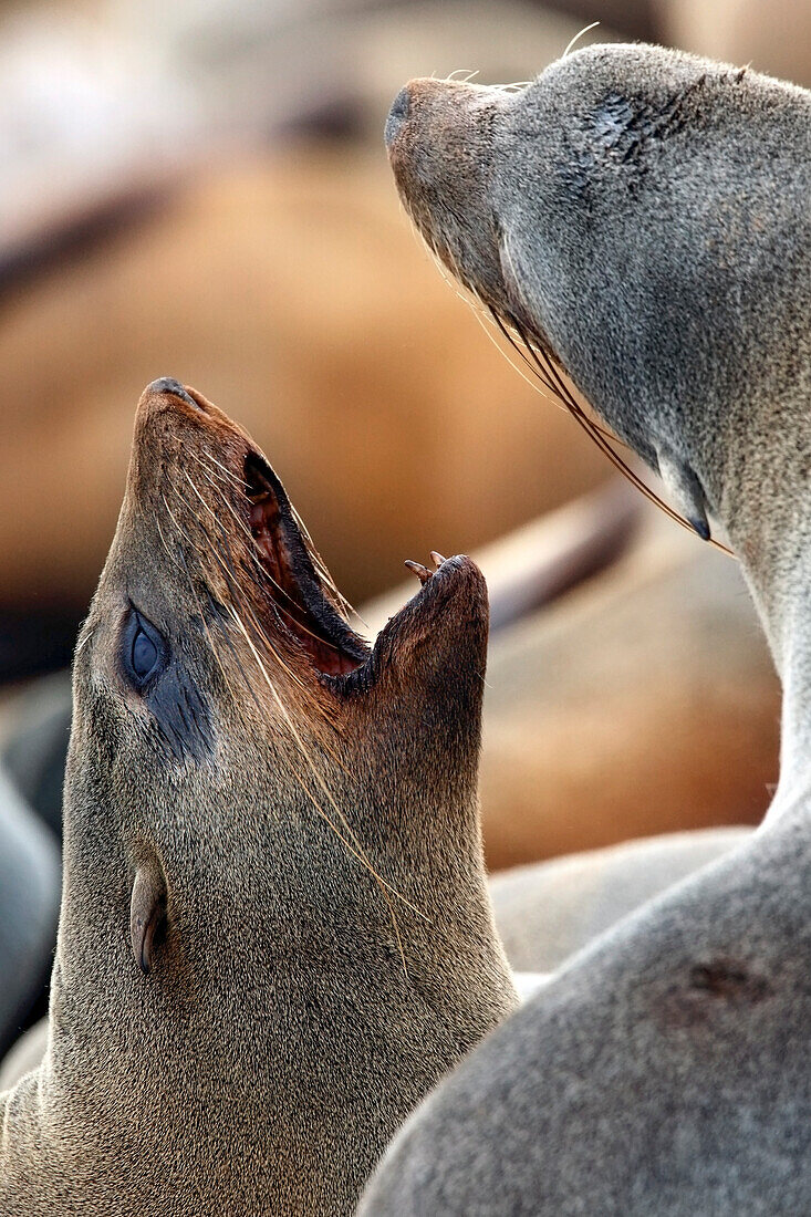 Cape fur seals