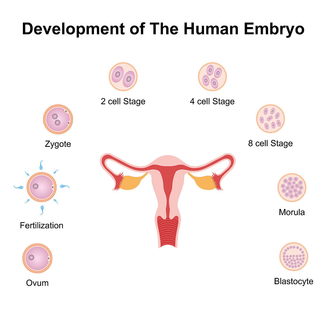 Embryo development, illustration