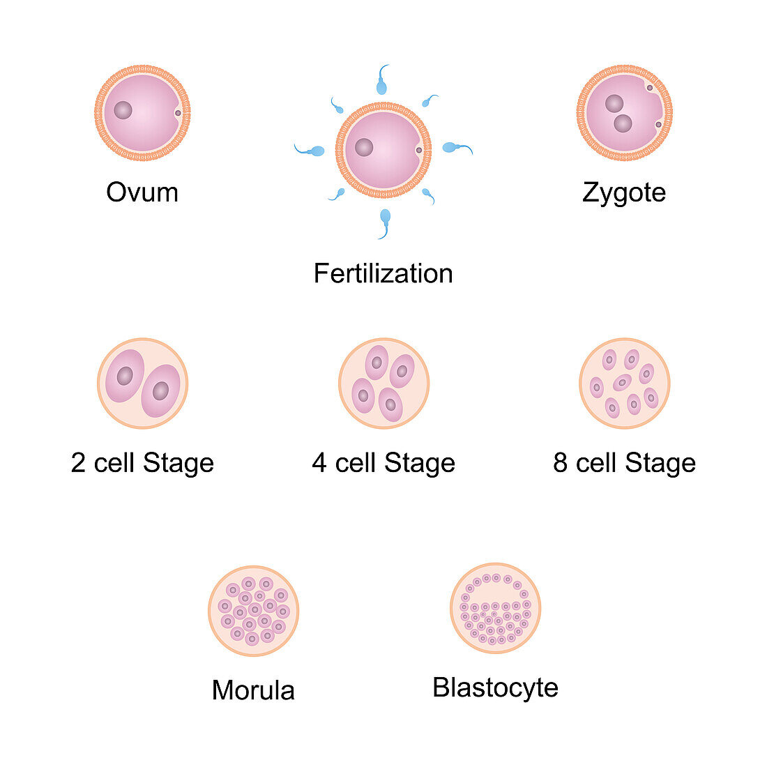 Embryo development, illustration