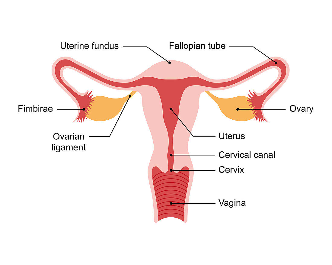 Female reproductive system, illustration