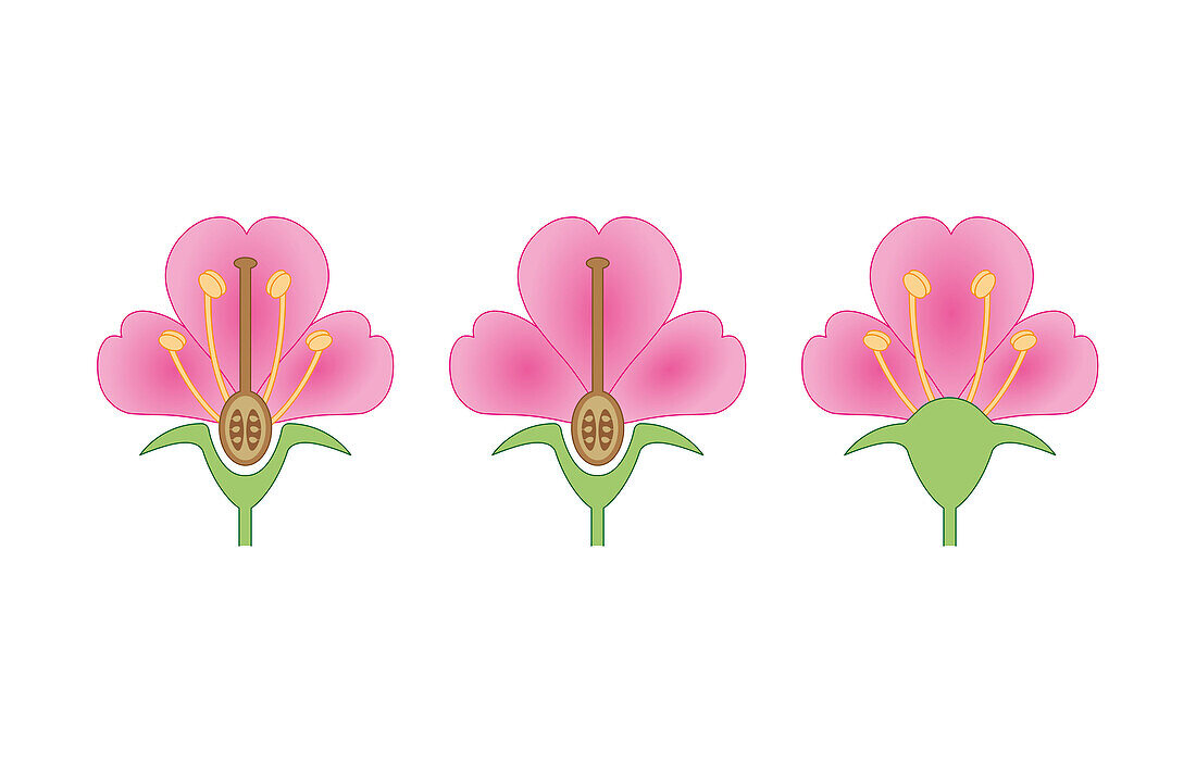 Flowers types, illustration