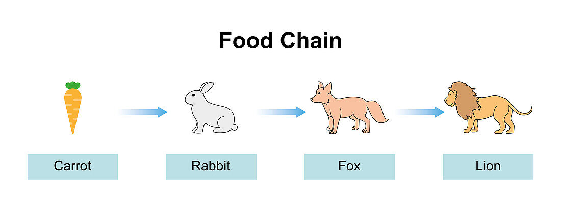 Food chain, illustration