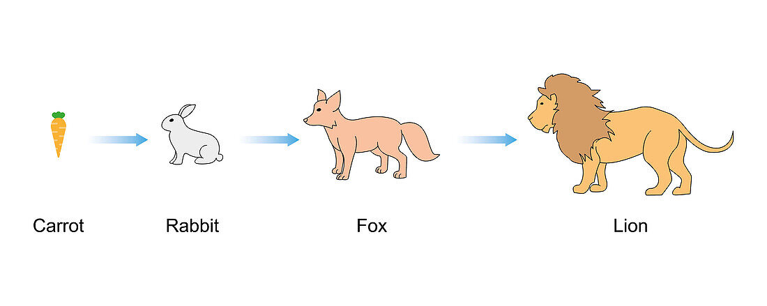 Food chain, illustration