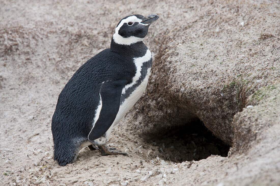 Magellanic penguin at entrance to burrow