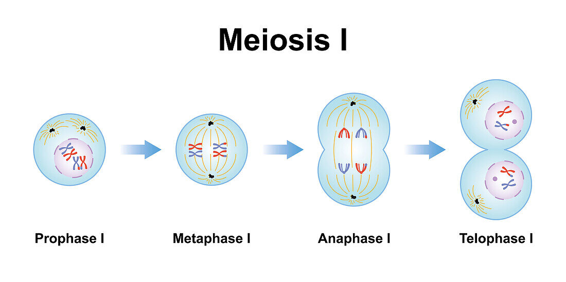 Meiosis phases, illustration