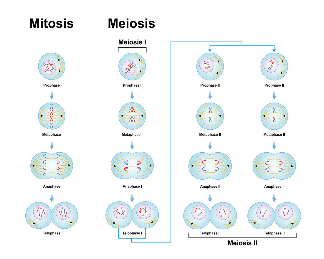 Meiosis and mitosis phases, illustration