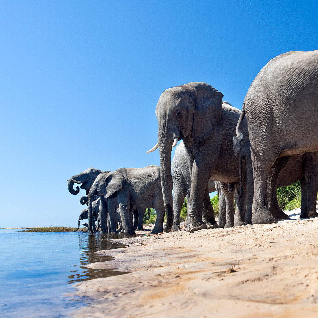 African bush elephants