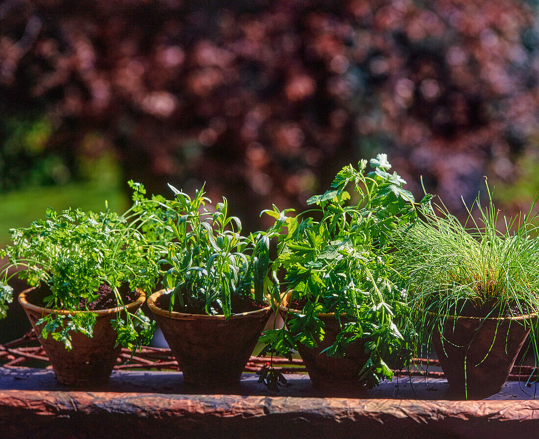 Herb pots with parsley, sage, mint and chives