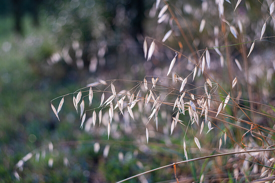 Trockenes Gras im wilden Sommerfeld